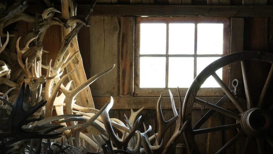 A cluster of different antlers in a shed.