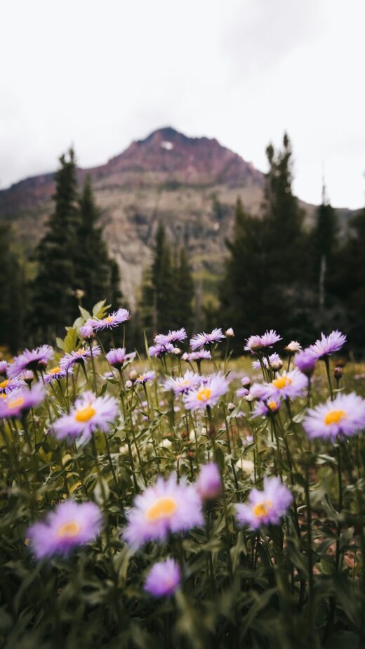 A field of purple wildflowers with a mountain top in the background.