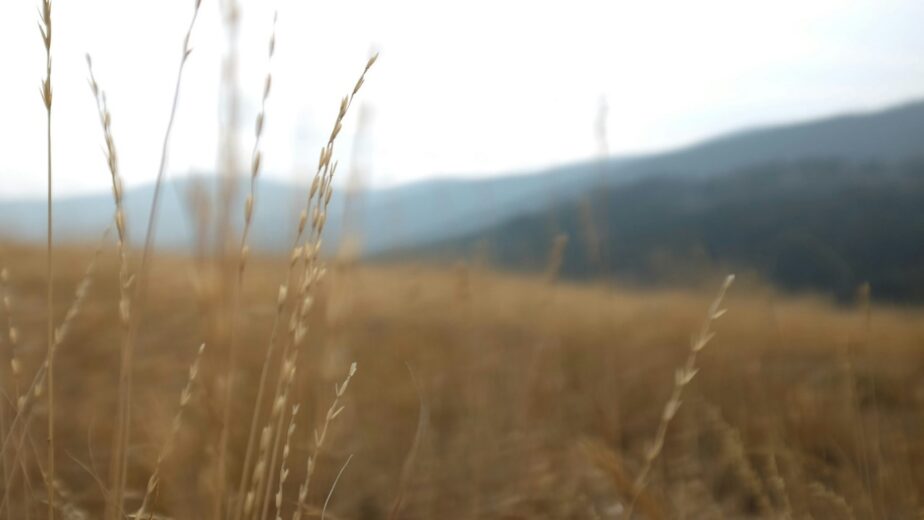 Grass and weeds in Montana with mountains in the background.