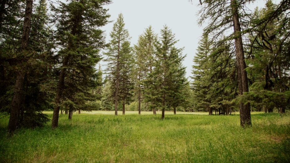 A grassy field with tall trees scattered throughout.