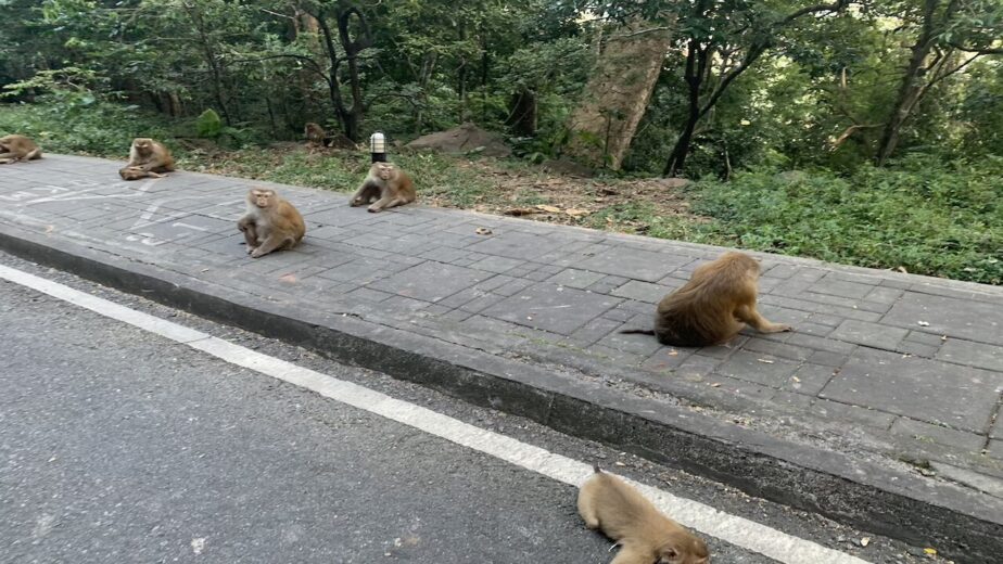 A bunch of monkeys sitting on the sidewalk at the Monkey Hill Viewpoint.