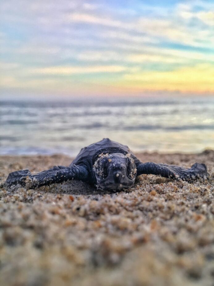 A baby sea turtle on the beach.