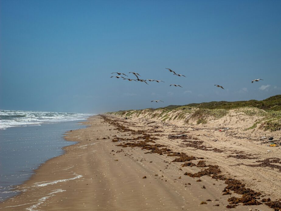 A Texas Beach with birds flying over.