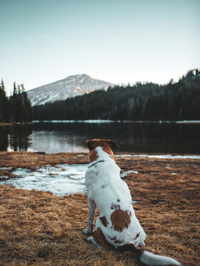 A dog sitting by a lake looking out at a mountain while on a hike.