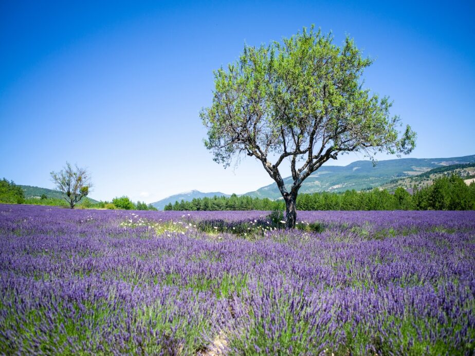 Lavender fields int he South of France.