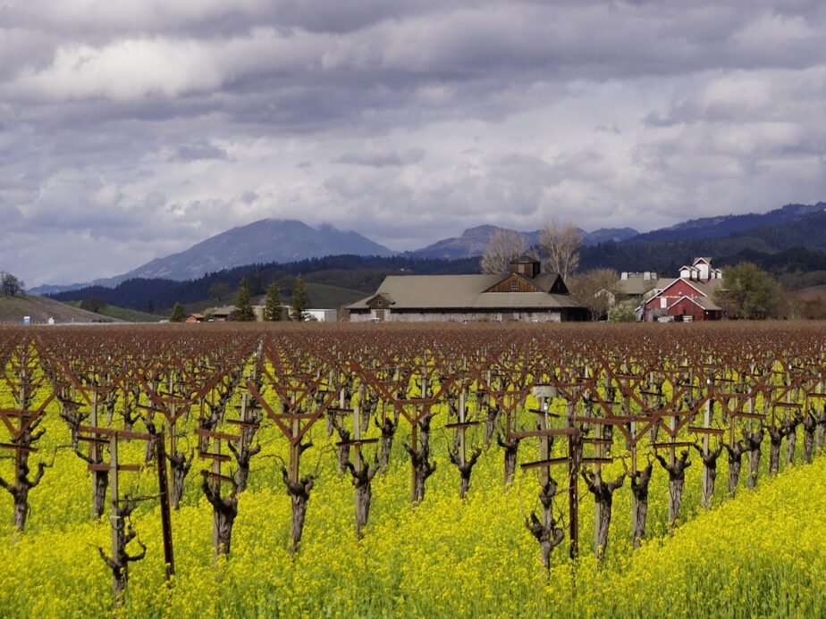 A vineyard in Napa Valley on a cloudy day.