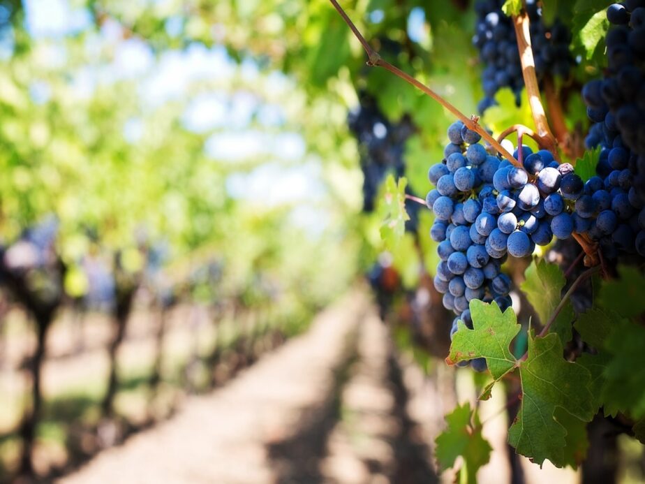 Grapes in Napa Valley.