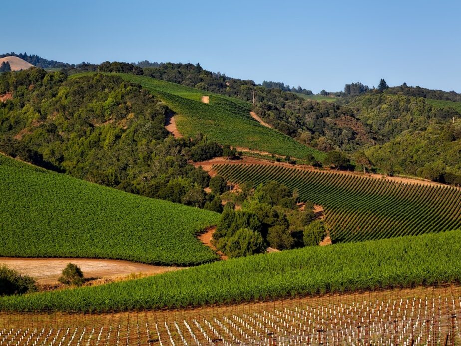 Rolling hills in Napa Valley.