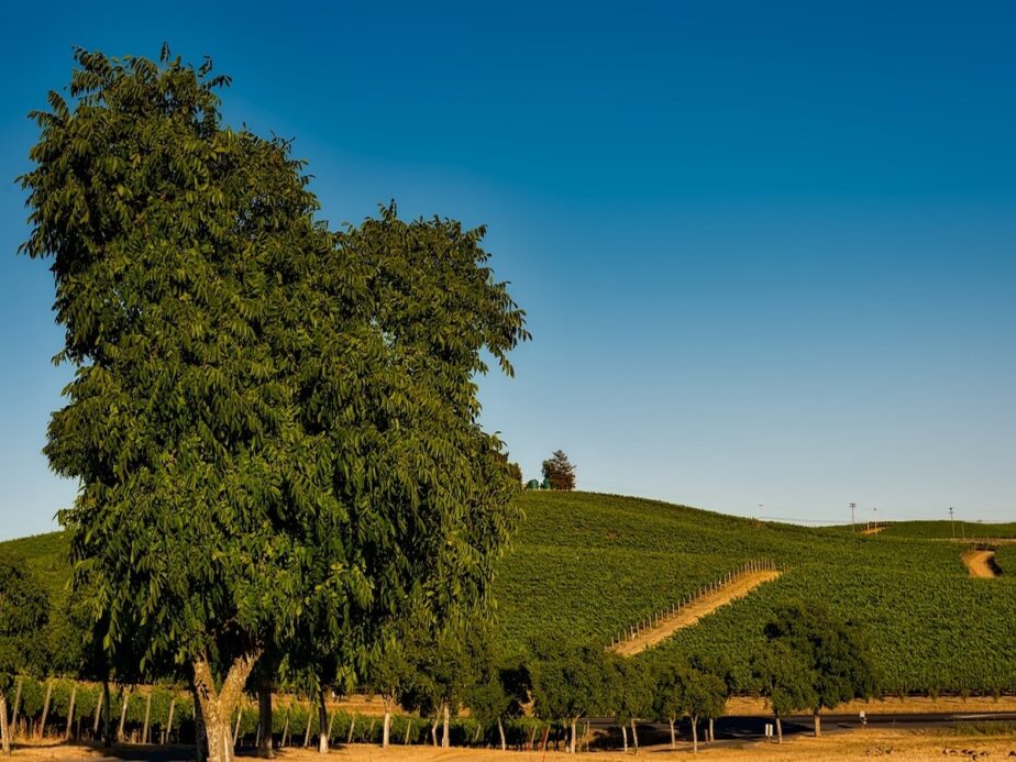 Greenery and rolling his in Napa Valley on a blue sky day.