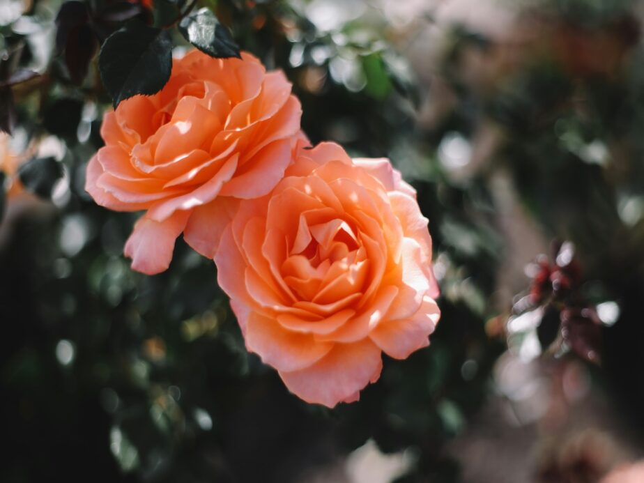 Peach roses surrounded by greenery in a garden.