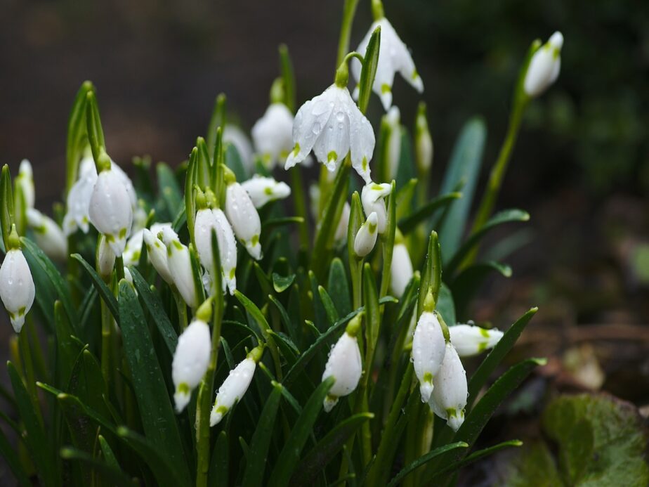 Beautiful white flowers and greenery.