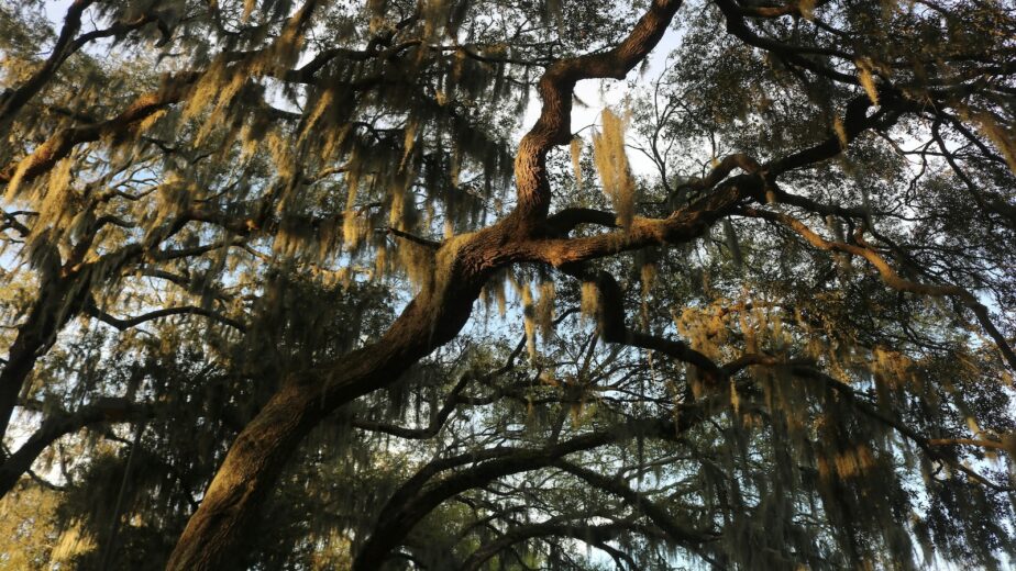 A tree in Savannah, Georgia.